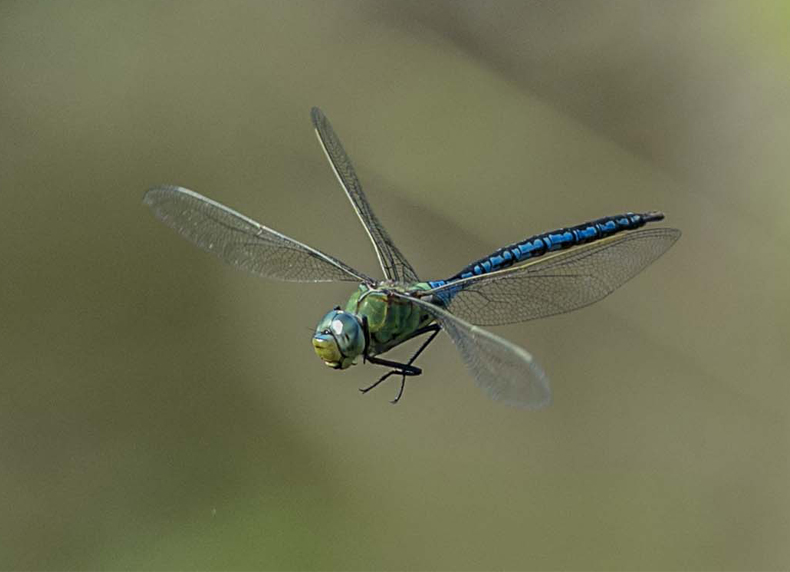 Anax imperator, maschio